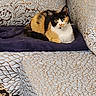 calico_cat, cat, pet, animal, indoor, couch, cushion, blanket, patterned_fabric, decor, furniture, relaxed, alert_eyes, home, cozy, resting, fur, domestic_cat, cute, calm