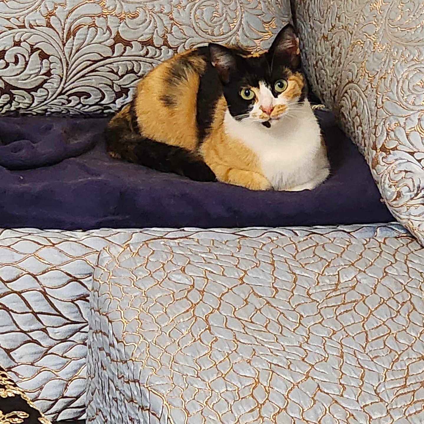 Mimine participe au concours pour gagner de l'argent avec cette photo : calico_cat, cat, pet, animal, indoor, couch, cushion, blanket, patterned_fabric, decor, furniture, relaxed, alert_eyes, home, cozy, resting, fur, domestic_cat, cute, calm