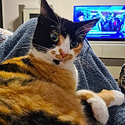 Mimine participe au concours pour gagner de l'argent avec cette photo : cat, calico_cat, pet, animal, fur, whiskers, ears, eyes, blanket, indoor, television, screen, people, living_room, furniture, couch, relaxing, close_up, orange, black