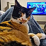 cat, calico_cat, pet, animal, fur, whiskers, ears, eyes, blanket, indoor, television, screen, people, living_room, furniture, couch, relaxing, close_up, orange, black
