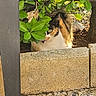 Mimine participe au concours pour gagner de l'argent avec cette photo : cat, calico, leafy_bush, green_leaves, concrete_barrier, outdoor, sunlight, shadow, peeking, animal, nature, garden, curious, feline, plant, ground, stone, daylight, hide_and_seek, pet