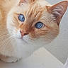 Blanco a rejoint le concours — aidez-le/la à gagner de superbes lots ! aegean_cat, arabian_mau, asian, burmilla, carnivore, cat, colorpoint_shorthair, domestic_short_haired_cat, european_shorthair, eye, fawn, felidae, kitten, mammal, nose, ojos_azules, small_to_medium_sized_cats, tabby_cat, vertebrate, whiskers