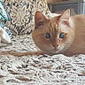 Blanco a rejoint le concours — aidez-le/la à gagner de superbes lots ! aegean_cat, arabian_mau, asian, burmese, burmilla, carnivore, cat, colorpoint_shorthair, domestic_short_haired_cat, european_shorthair, fawn, felidae, german_rex, khao_manee, kitten, mammal, ojos_azules, small_to_medium_sized_cats, snout, whiskers