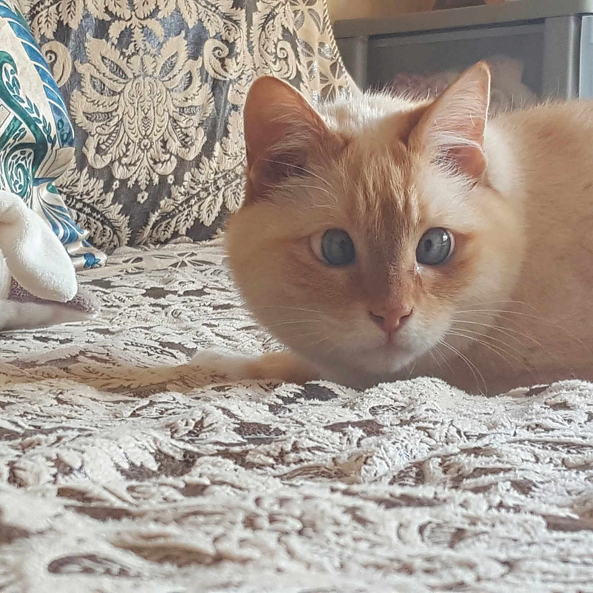 Blanco
