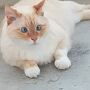 Blanco a rejoint le concours — aidez-le/la à gagner de superbes lots ! aegean_cat, birman, burmilla, carnivore, cat, domestic_long_haired_cat, eye, felidae, kitten, mammal, paw, polydactyl_cat, ragamuffin, ragdoll, small_to_medium_sized_cats, tail, turkish_angora, turkish_van, vertebrate, whiskers