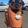 Sweety participe au concours pour gagner de l'argent avec cette photo : puppy, dog, small_dog, brown_fur, black_fur, white_paws, sleepy, cute, portrait, close_up, being_held, human_hand, wristwatch, outdoor, parking_lot, cars, blue_sky, daylight, animal, pet