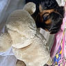 Sweety participe au concours pour gagner de l'argent avec cette photo : puppy, dog, black_and_tan, small_dog, plush_toy, stuffed_animal, bed, bedding, blanket, sleeping_area, indoors, pet, cute, playful, peekaboo, lying_down, fur, brown, black, colorful_bedding