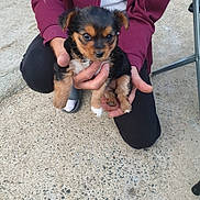 Sweety participe au concours pour gagner de l'argent avec cette photo : puppy, dog, black_and_tan, small_dog, pet, animal, floppy_ears, brown_fur, black_fur, white_chest, white_paws, cute, portrait, being_held, person, hands, outdoor, pavement, seated, photography