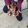 puppy, dog, black_and_tan, small_dog, pet, animal, floppy_ears, brown_fur, black_fur, white_chest, white_paws, cute, portrait, being_held, person, hands, outdoor, pavement, seated, photography