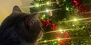 Butter joined the competition — help win amazing prizes! cat, tabby_cat, christmas_tree, holiday_lights, tinsel, indoor, soft_surface, decorations, festive, warm_lighting, relaxed, pet, animal, feline, cozy, side_view, night, celebration, ornaments, glowing