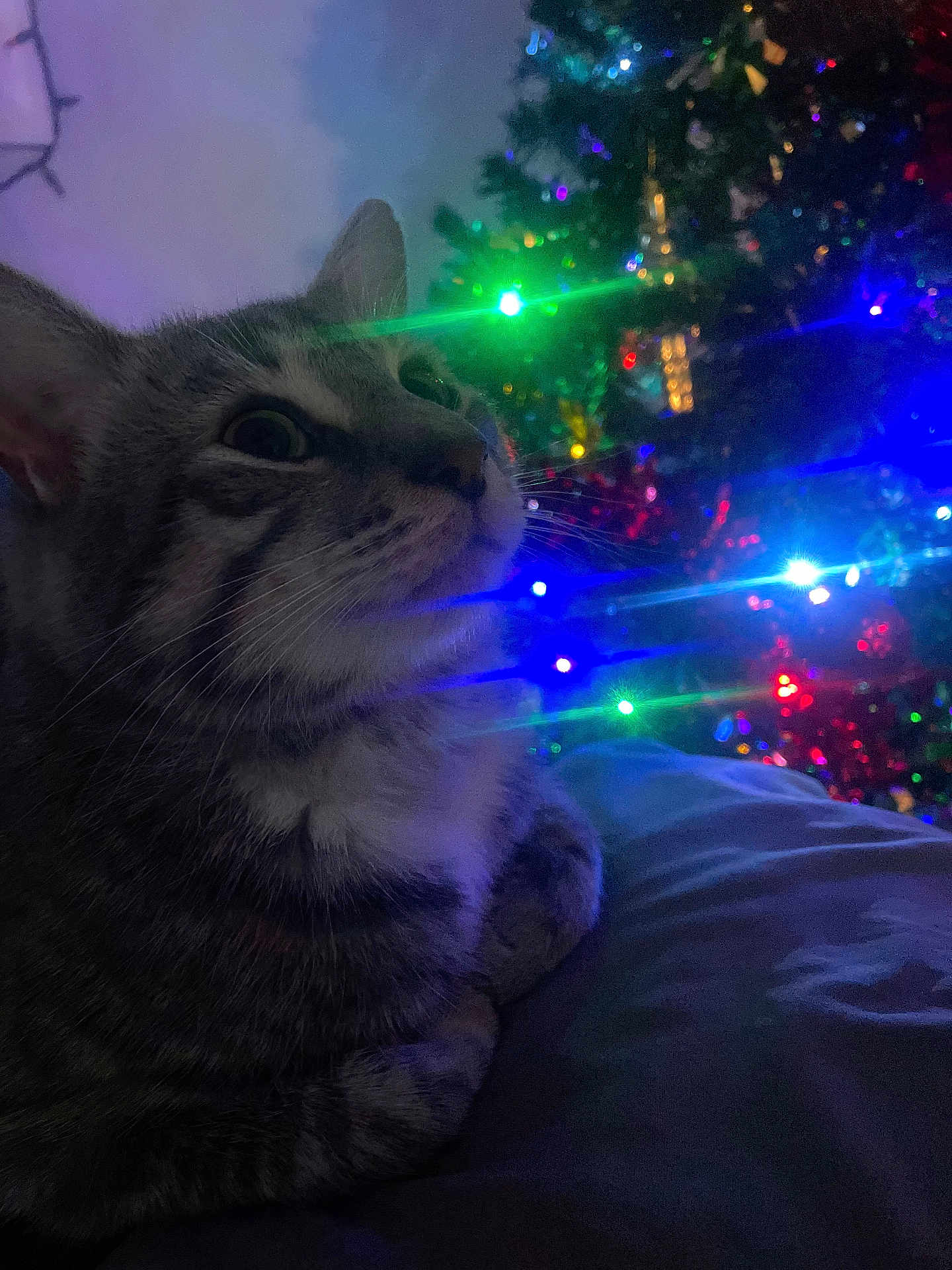 Butter is registered to the contest to win money with this photo: cat, tabby_cat, christmas_tree, colorful_lights, indoor, festive, holiday, pet, animal, cozy, glow, night, decorations, whiskers, fur, closeup, relaxed, cute, domestic_cat, portrait