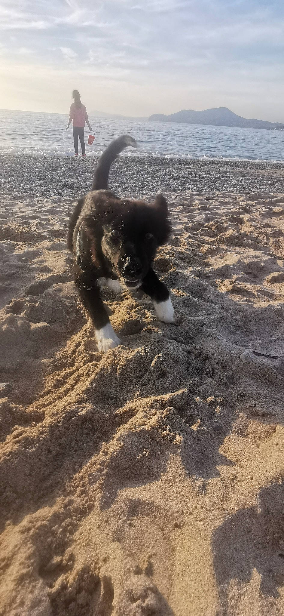Raven a rejoint le concours — aidez-le/la à gagner de superbes lots ! beach, carnivore, coast, dog, dog_breed, fun, horizon, landscape, ocean, sand, shadow, sky, soil, sporting_group, tail, terrestrial_animal, water, wind_wave, wood, working_animal