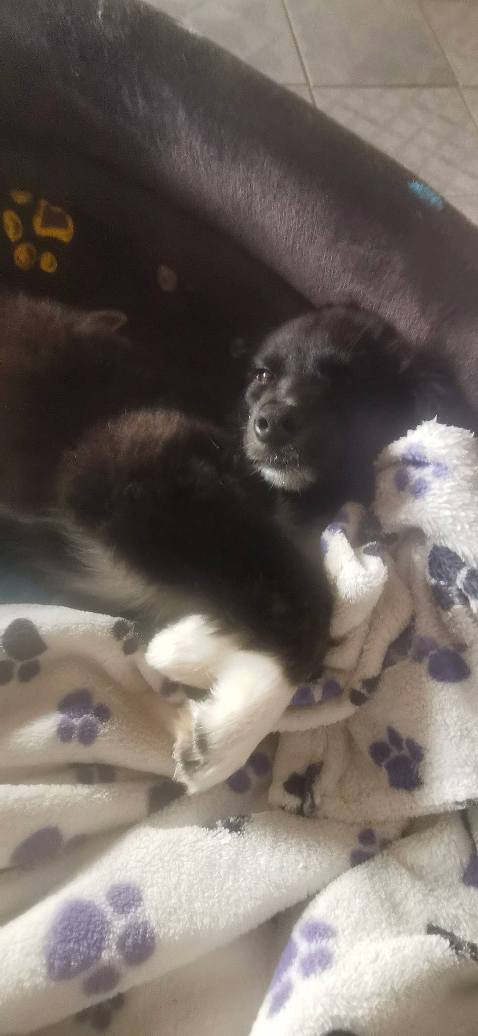 Raven a rejoint le concours — aidez-le/la à gagner de superbes lots ! canidae, carnivore, cat, claw, comfort, companion_dog, dog_breed, domestic_short_haired_cat, felidae, flooring, fur, non_sporting_group, paw, small_to_medium_sized_cats, snout, sporting_group, tail, whiskers