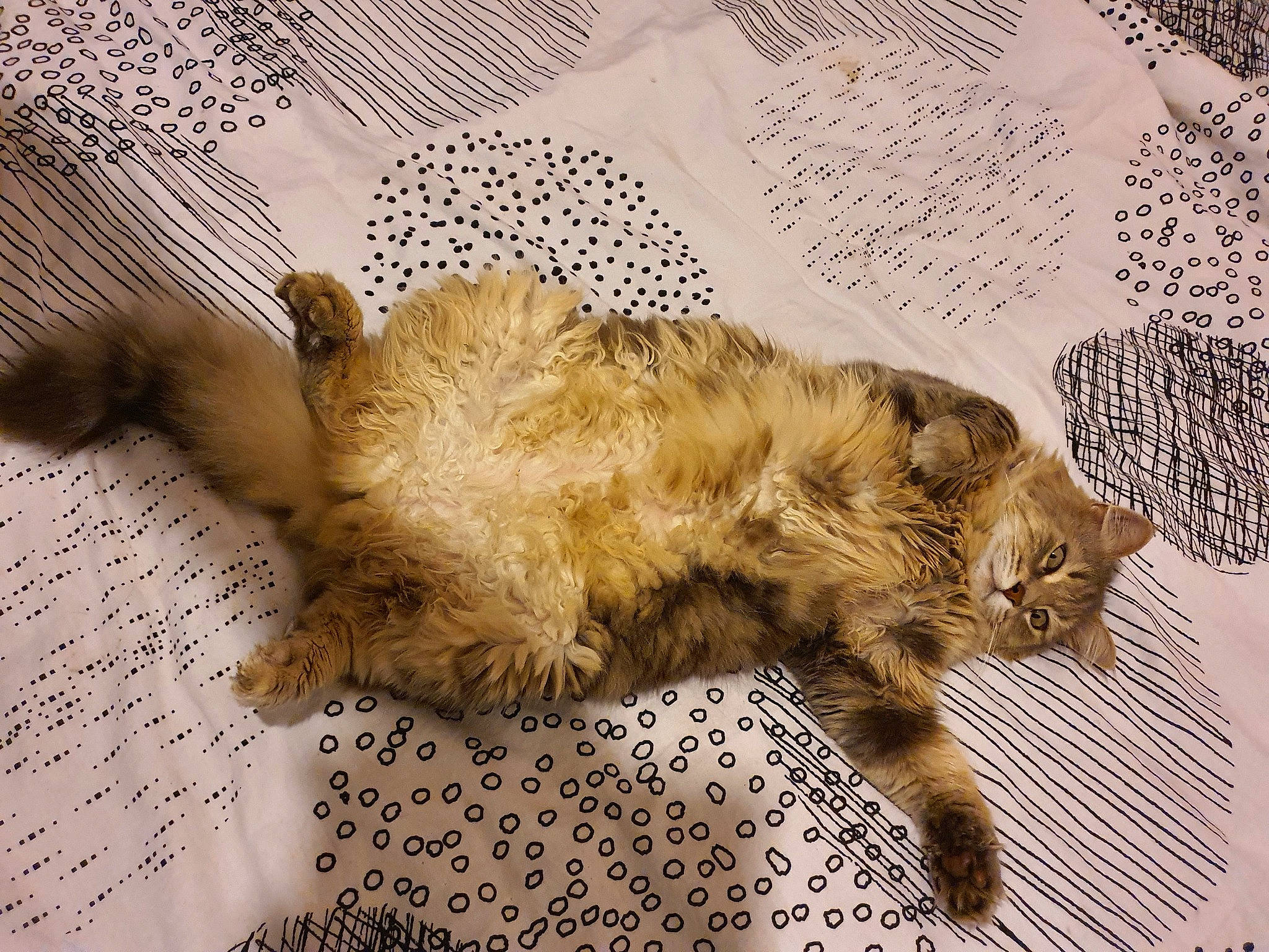 Chipy participe au concours pour gagner de l'argent avec cette photo : carnivore, cat, claw, comfort, domestic_short_haired_cat, fawn, felidae, font, fur, handwriting, nap, paw, sleep, small_to_medium_sized_cats, snout, tail, terrestrial_animal, whiskers