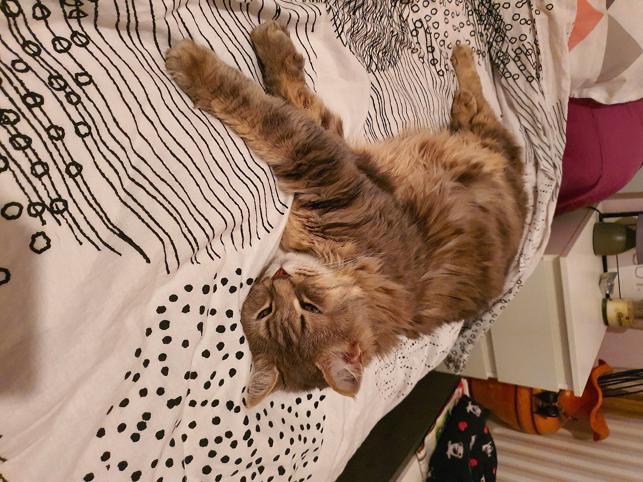 Chipy a rejoint le concours — aidez-le/la à gagner de superbes lots ! canidae, carnivore, cat, claw, comfort, companion_dog, dog_breed, domestic_short_haired_cat, fawn, felidae, fur, gesture, linens, paw, small_to_medium_sized_cats, snout, sporting_group, tail, whiskers, wood