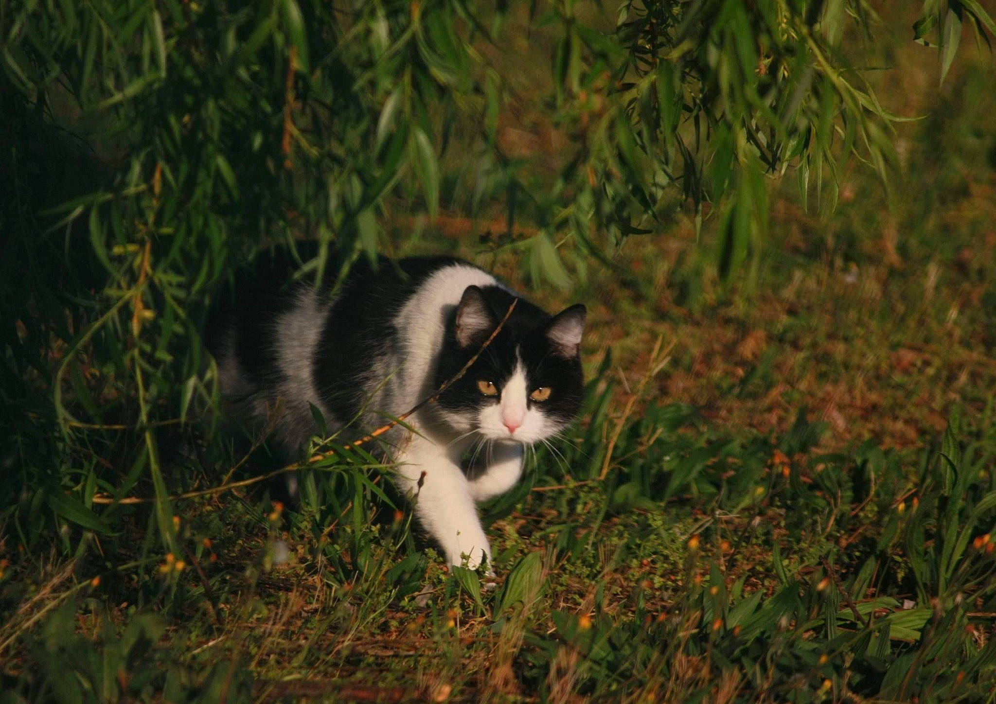 Alvin a rejoint le concours — aidez-le/la à gagner de superbes lots ! art, carnivore, cat, dog_breed, domestic_short_haired_cat, fawn, felidae, fur, grass, grassland, groundcover, herbaceous_plant, lawn, plant, small_to_medium_sized_cats, snout, tail, terrestrial_animal, whiskers, wood