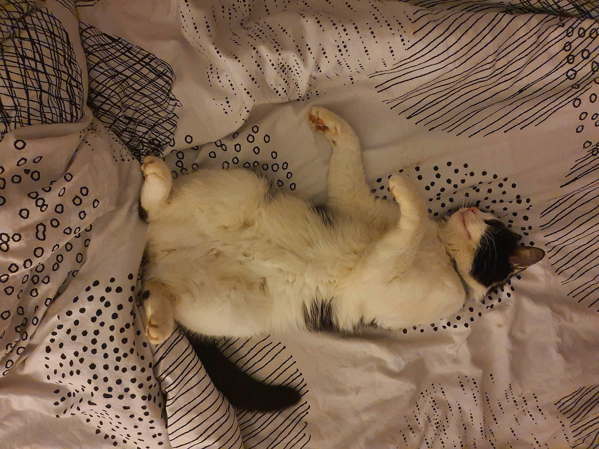 Alvin participe au concours pour gagner de l'argent avec cette photo : art, bed_sheet, bedding, comfort, companion_dog, dog_breed, fawn, feather, felidae, fur, linens, mammal, monochrome, pattern, paw, room, small_to_medium_sized_cats, tail, whiskers, wing