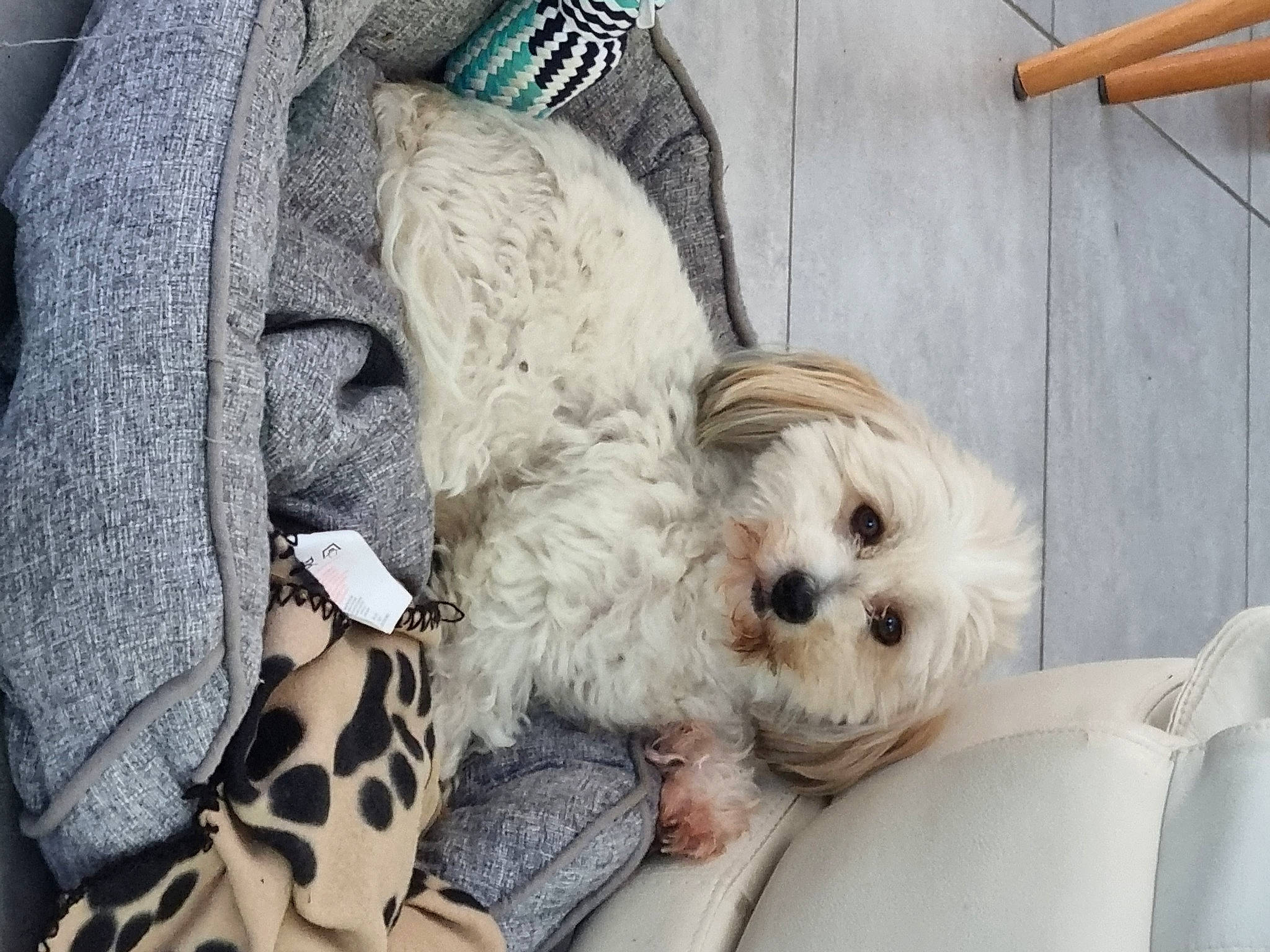 Jaïa participe au concours pour gagner de l'argent avec cette photo : canidae, carnivore, comfort, companion_dog, dog, dog_breed, dog_collar, dog_supply, eyewear, fawn, fur, pattern, pet_supply, small_terrier, snout, sporting_group, terrier, toy_dog, wood, working_animal