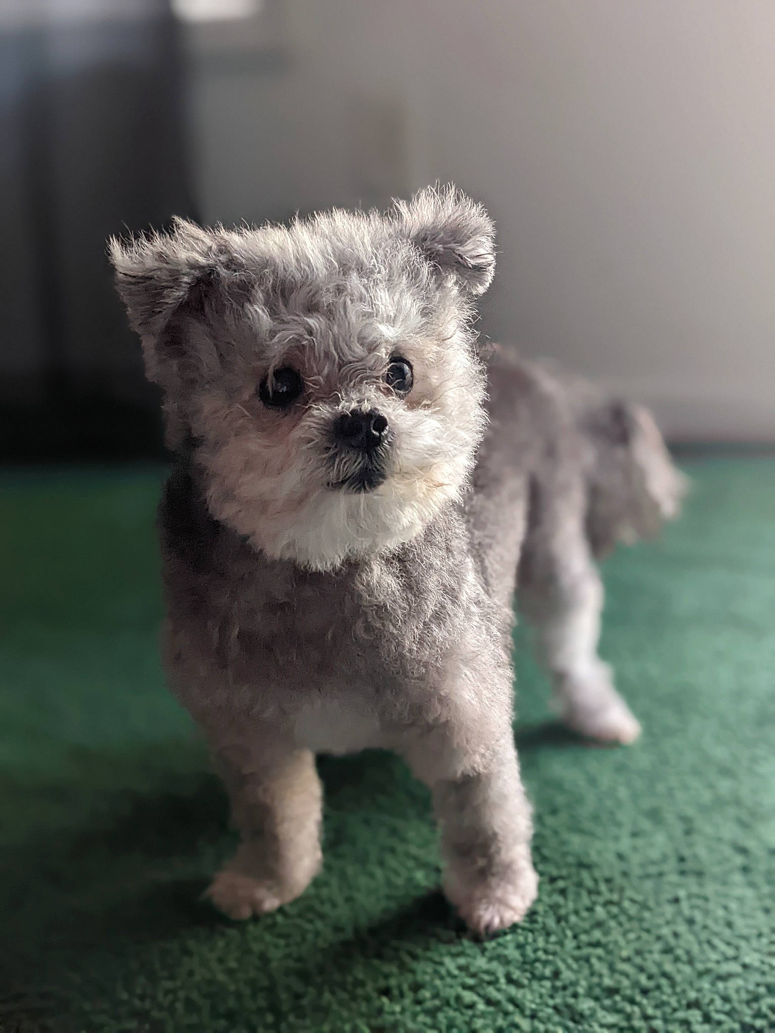 Chowder is registered to the contest to win money with this photo: art, carnivore, close_up, companion_dog, dog, dog_breed, eye, fawn, fur, grass, snout, sporting_group, stuffed_toy, tail, teddy_bear, terrestrial_animal, terrier, toy, toy_dog, whiskers