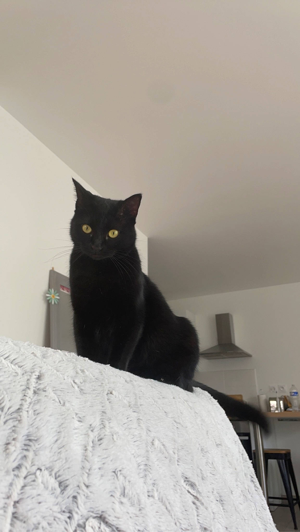 Tokyo participe au concours pour gagner de l'argent avec cette photo : black_cat, bombay, carnivore, cat, comfort, domestic_short_haired_cat, felidae, fur, grey, linens, room, small_to_medium_sized_cats, snout, tail, whiskers, window