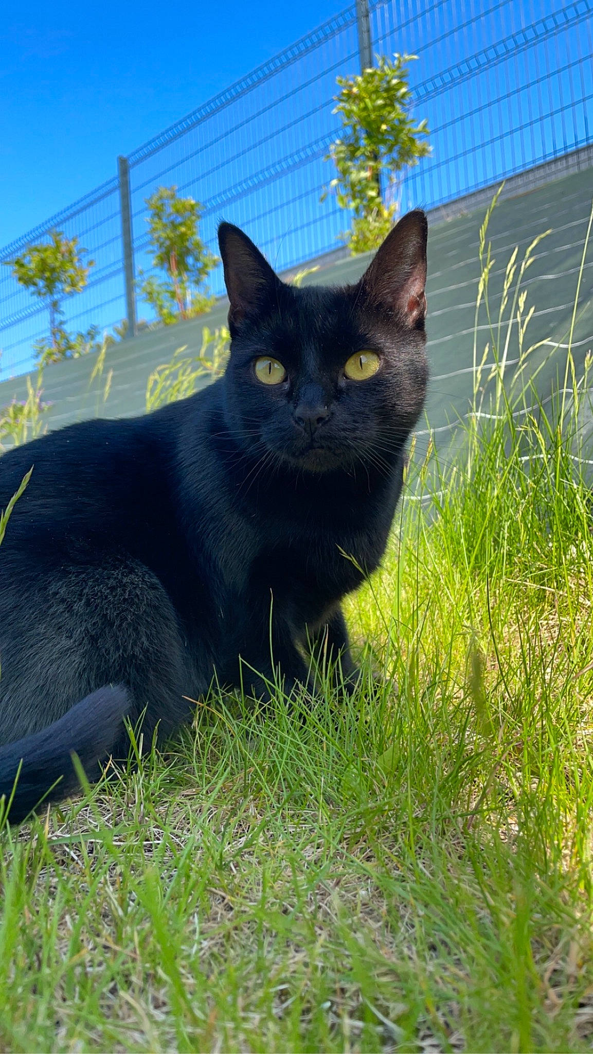 Tokyo a rejoint le concours — aidez-le/la à gagner de superbes lots ! black_cat, bombay, carnivore, cat, domestic_short_haired_cat, electric_blue, eye, felidae, fur, grass, groundcover, plant, sitting, sky, small_to_medium_sized_cats, snout, tail, terrestrial_animal, tree, whiskers