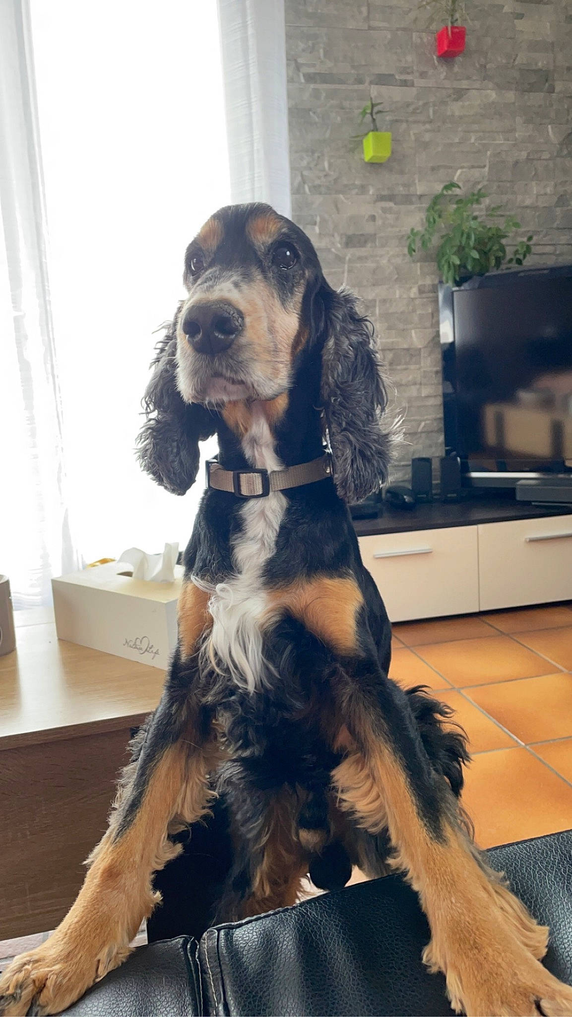 Harry participe au concours pour gagner de l'argent avec cette photo : carnivore, collar, companion_dog, curtain, dog, dog_breed, dog_collar, fawn, flooring, fur, giant_dog_breed, home_appliance, hound, hunting_dog, liver, sporting_group, tail, television, working_animal, working_dog