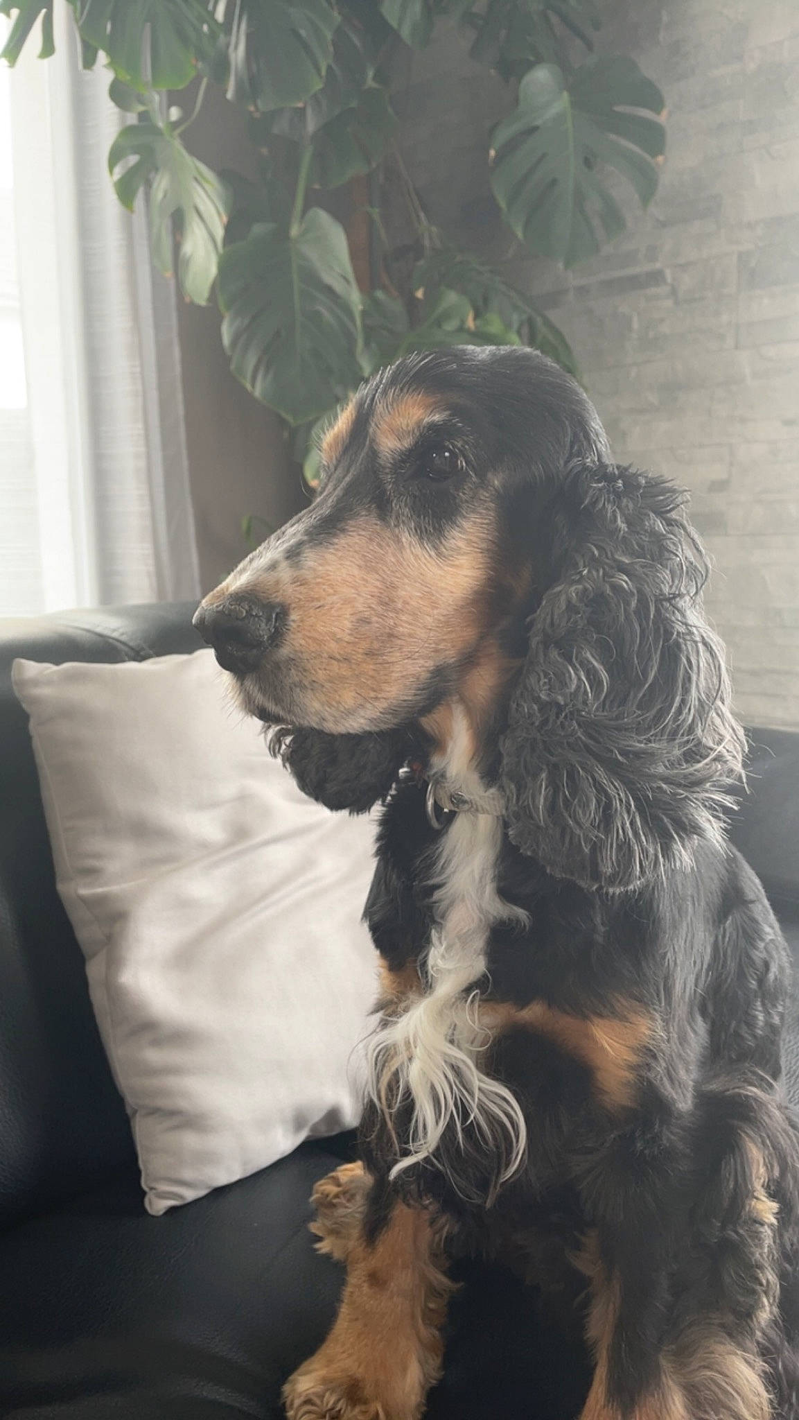 Harry a rejoint le concours — aidez-le/la à gagner de superbes lots ! canidae, carnivore, companion_dog, curtain, dog, dog_breed, ear, fur, houseplant, liver, plant, snout, spaniel, sporting_group, terrestrial_animal, whiskers, working_animal, working_dog