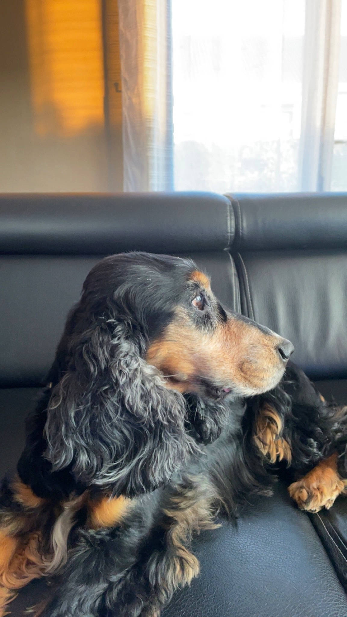 Harry participe au concours pour gagner de l'argent avec cette photo : canidae, carnivore, comfort, companion_dog, couch, dog, dog_breed, fur, sporting_group, working_dog