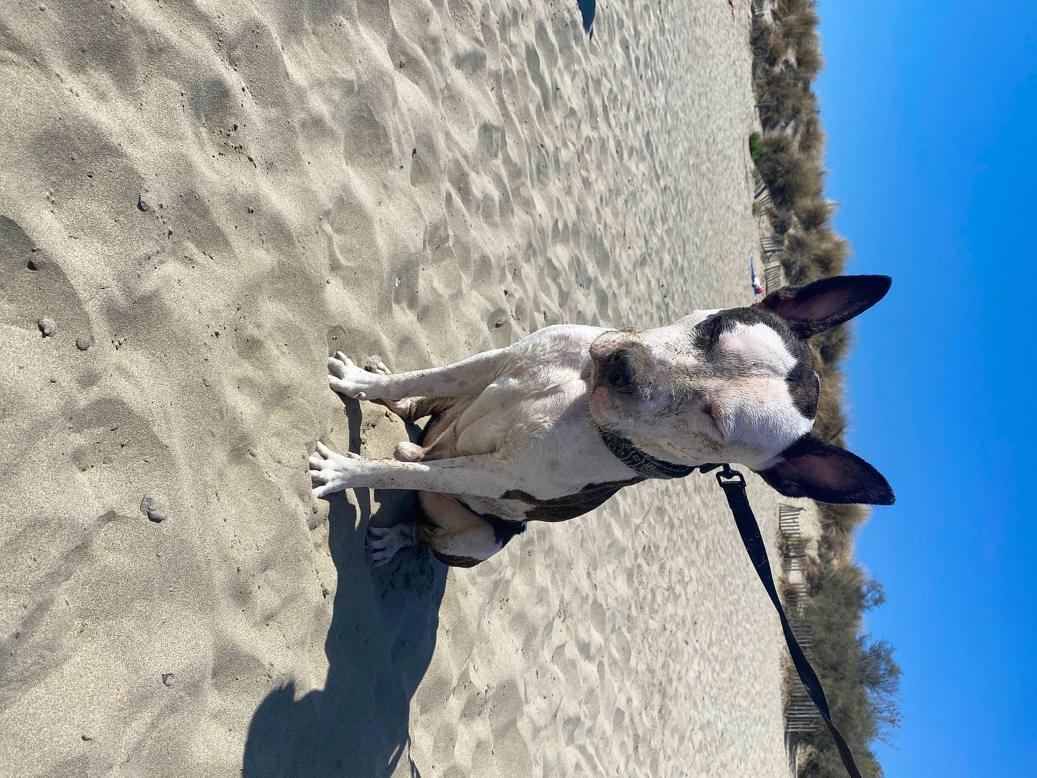 Pirate participe au concours pour gagner de l'argent avec cette photo : adventure, aeolian_landform, art, canidae, carnivore, dog, dog_breed, fawn, landscape, non_sporting_group, rock, sculpture, shadow, singing_sand, sky, sporting_group, tree, trunk, working_animal