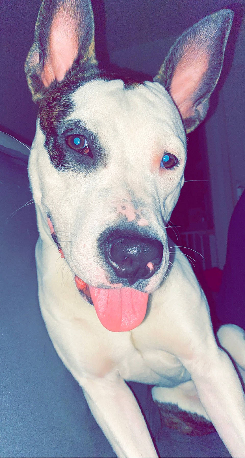 Pirate participe au concours pour gagner de l'argent avec cette photo : canidae, carnivore, collar, companion_dog, dog, dog_breed, dog_collar, ear, electric_blue, eye, fang, fawn, fur, head, human_body, jaw, snout, sporting_group, whiskers, working_animal