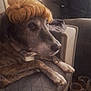 dog, pet, wig, couch, indoor, relaxed, brown, brindle, fur, animal, home, blanket, shoes, wooden_floor, furniture, collar, side_view, funny, portrait, cozy