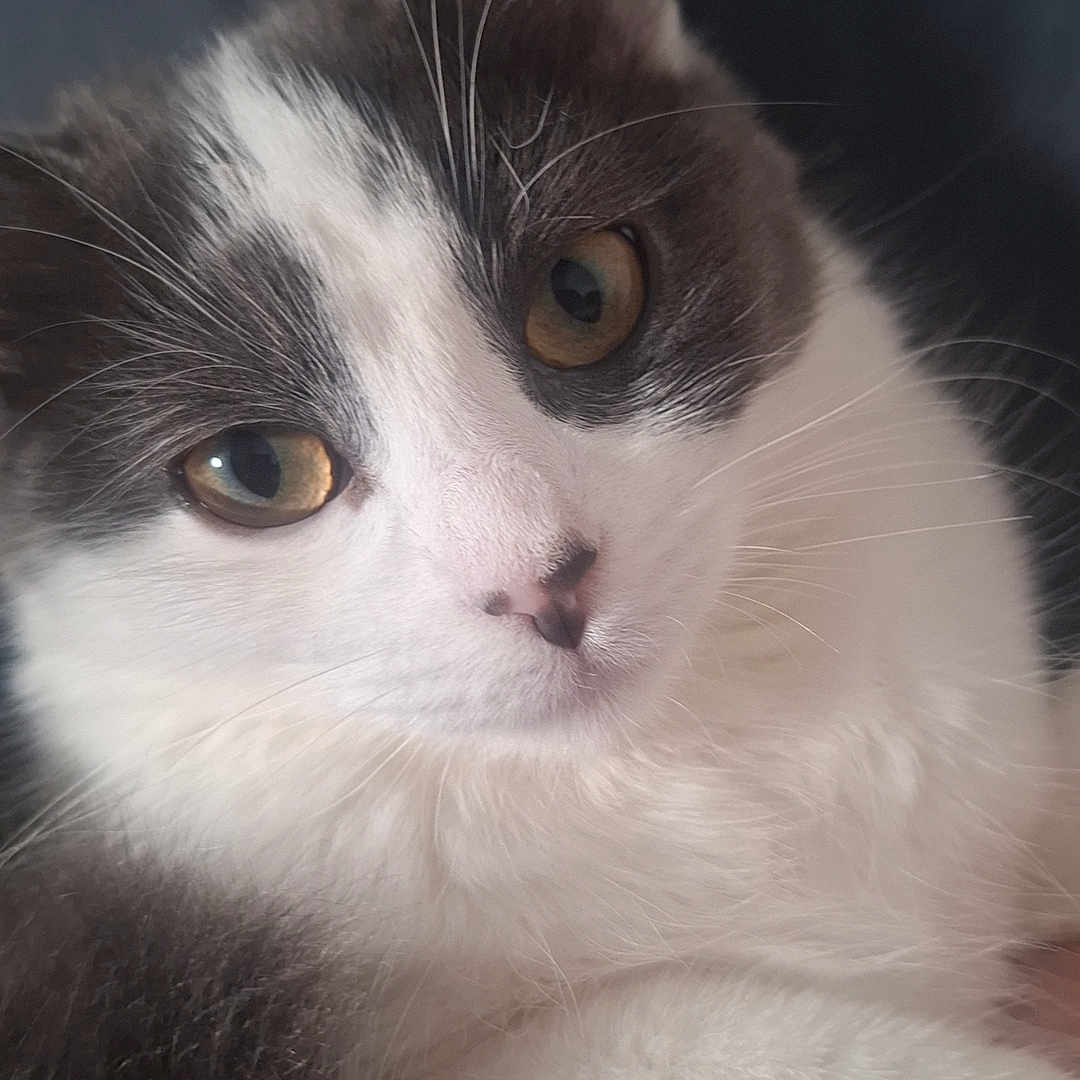 Cleo joined the competition — help win amazing prizes! adorable, animal, cat, close_up, cute, domestic_animal, eyes, face, feline, fur, indoor, muzzle, nose, pet, portrait, resting, soft, tabby, whiskers, young