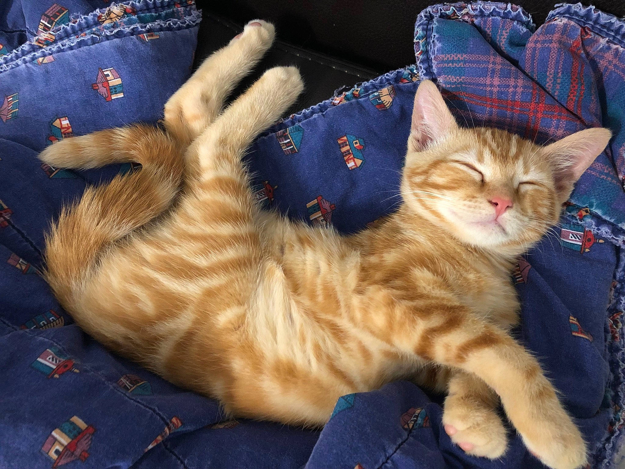 Dino participe au concours pour gagner de l'argent avec cette photo : bag, carnivore, cat, claw, comfort, domestic_short_haired_cat, electric_blue, fashion_accessory, fawn, felidae, fur, gesture, lap, pattern, paw, sitting, small_to_medium_sized_cats, snout, tail, whiskers