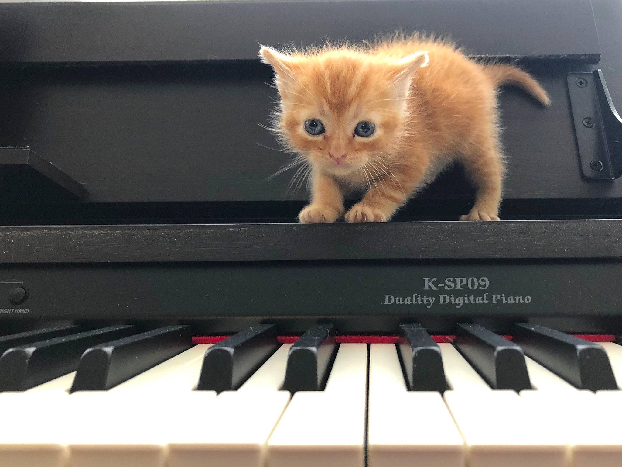 Dino a rejoint le concours — aidez-le/la à gagner de superbes lots ! carnivore, cat, digital_piano, electronic_instrument, electronic_musical_instrument, entertainment, felidae, finger, hand, human_body, keyboard, line, music, musical_instrument, musical_instrument_accessory, musical_keyboard, piano, small_to_medium_sized_cats, technology, whiskers