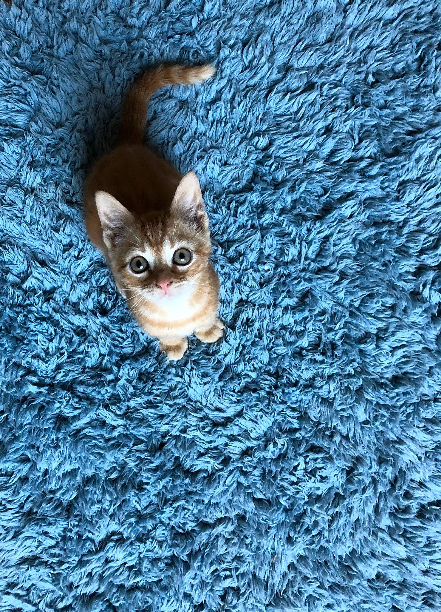 Dino a rejoint le concours — aidez-le/la à gagner de superbes lots ! azure, carnivore, cat, domestic_short_haired_cat, electric_blue, fawn, felidae, freezing, fur, grey, organism, plant, small_to_medium_sized_cats, snout, tail, tree, trunk, water, whiskers, wood