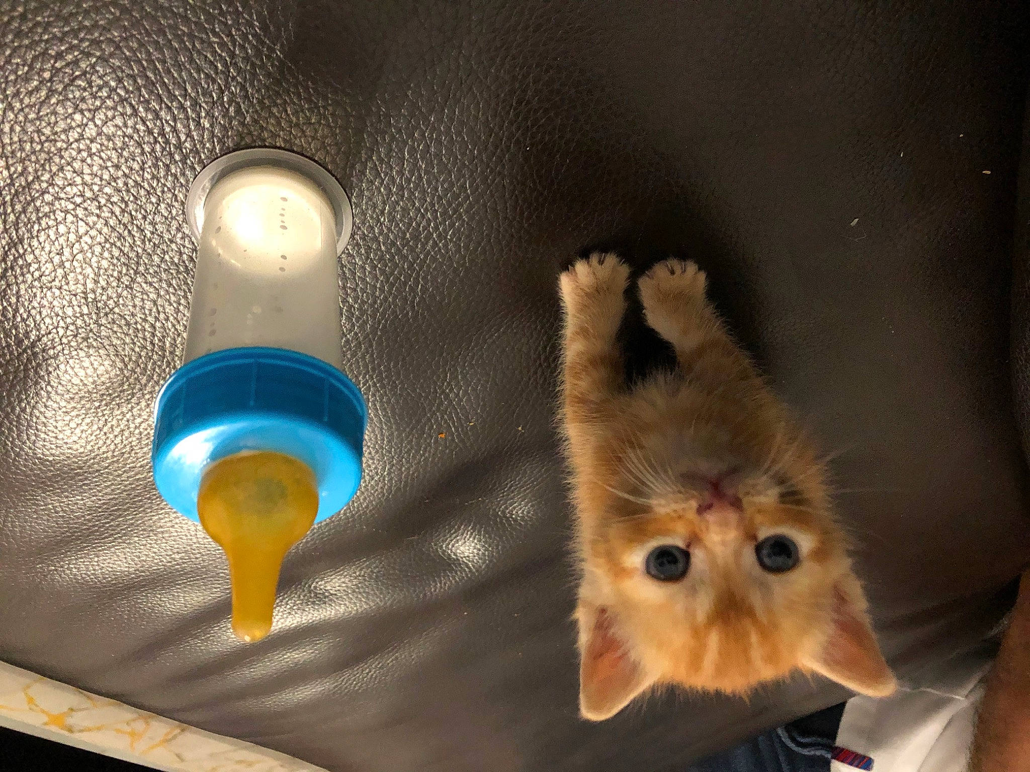 Dino a rejoint le concours — aidez-le/la à gagner de superbes lots ! carnivore, circle, companion_dog, dog_breed, fawn, felidae, fur, lamp, light_bulb, paw, sconce, small_to_medium_sized_cats, snout, spitz, street_light, tail, tints_and_shades, toy_dog, whiskers, wood