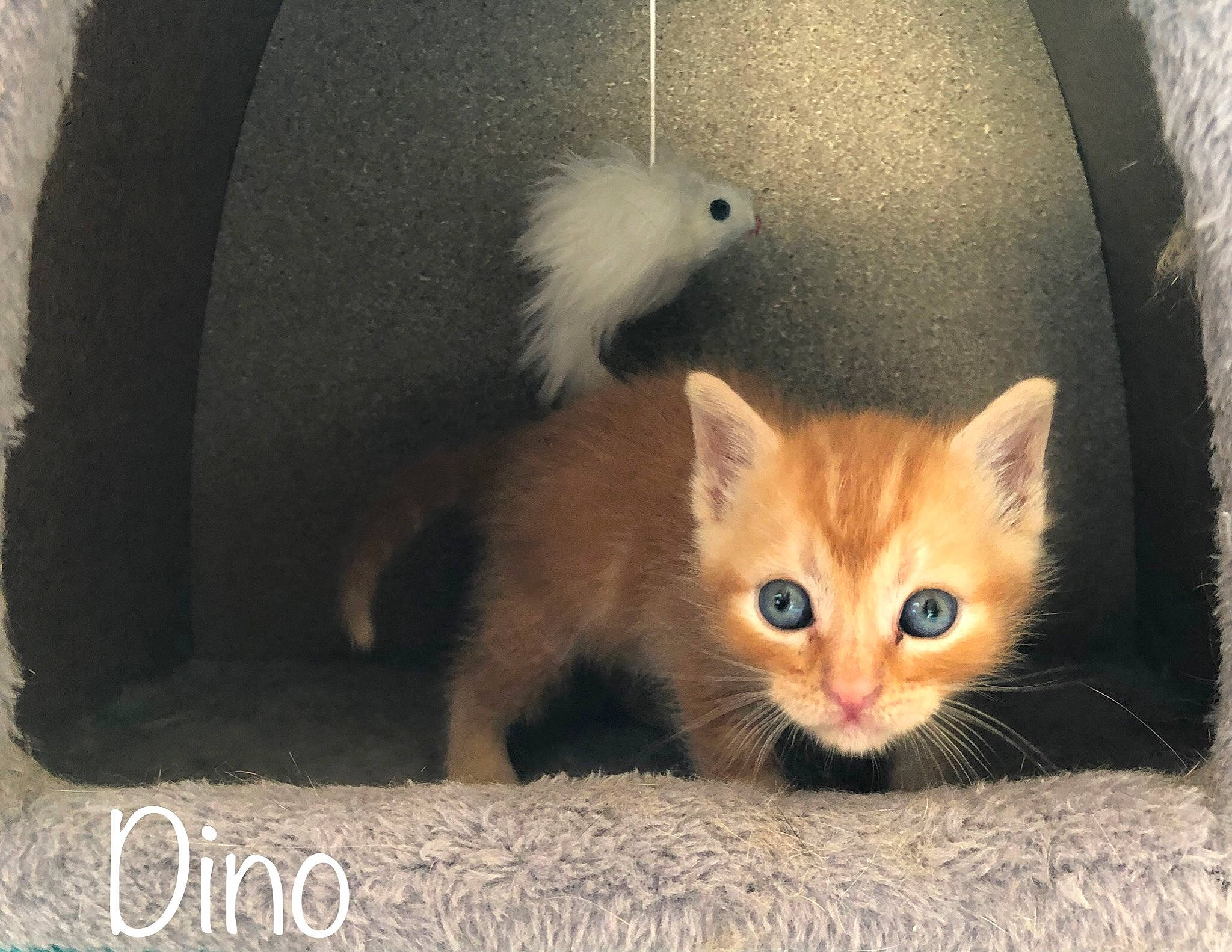 Dino participe au concours pour gagner de l'argent avec cette photo : animal_shelter, box, carnivore, cat, cat_supply, claw, domestic_short_haired_cat, fawn, felidae, fur, paw, pet_supply, photo_caption, rectangle, small_to_medium_sized_cats, snout, tail, terrestrial_animal, whiskers, wood