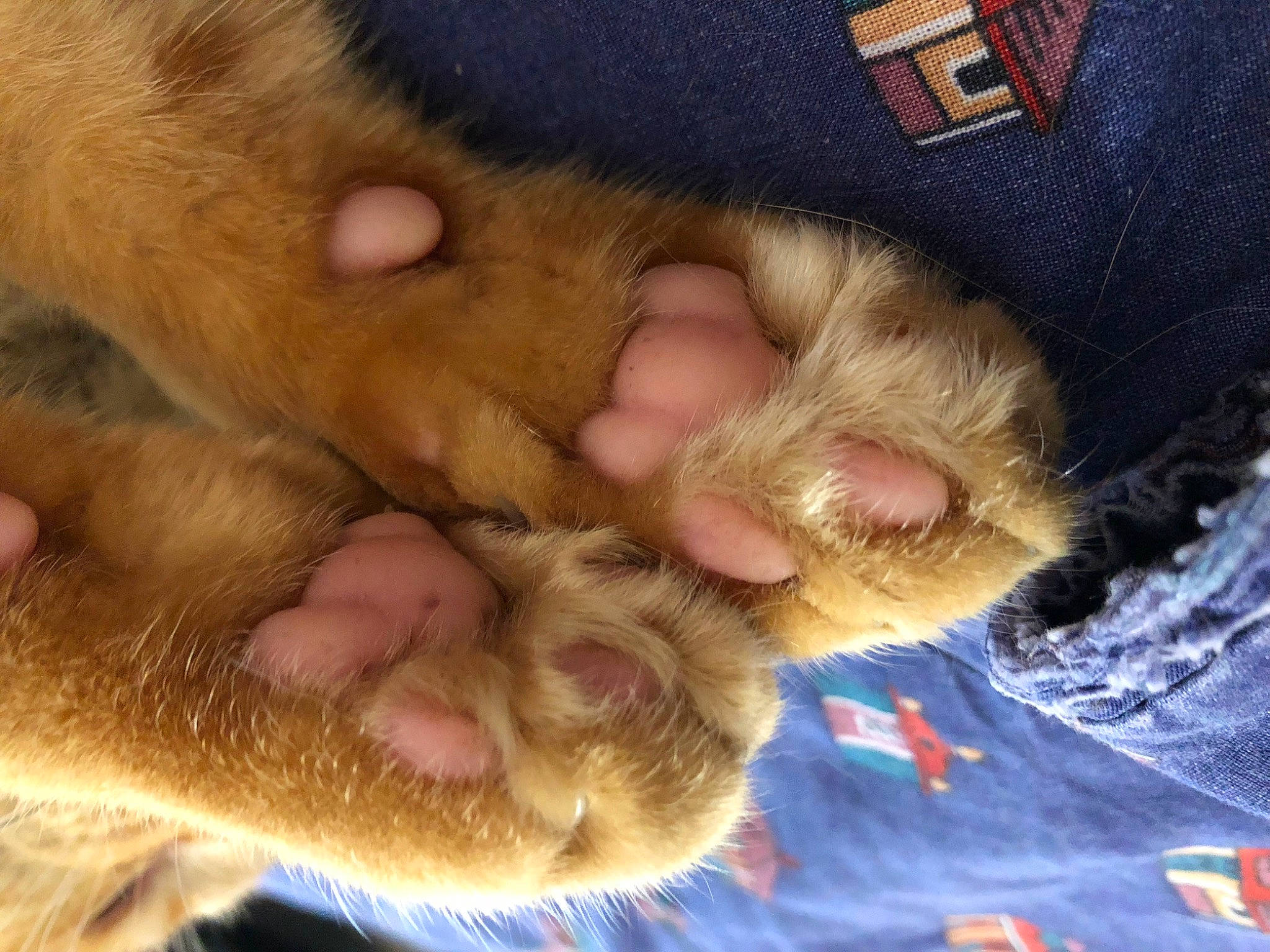 Pepper participe au concours pour gagner de l'argent avec cette photo : close_up, comfort, dog_breed, ear, eye, fawn, felidae, finger, foot, fur, gesture, hand, human_leg, nail, nose, skin, small_to_medium_sized_cats, snout, thumb, whiskers