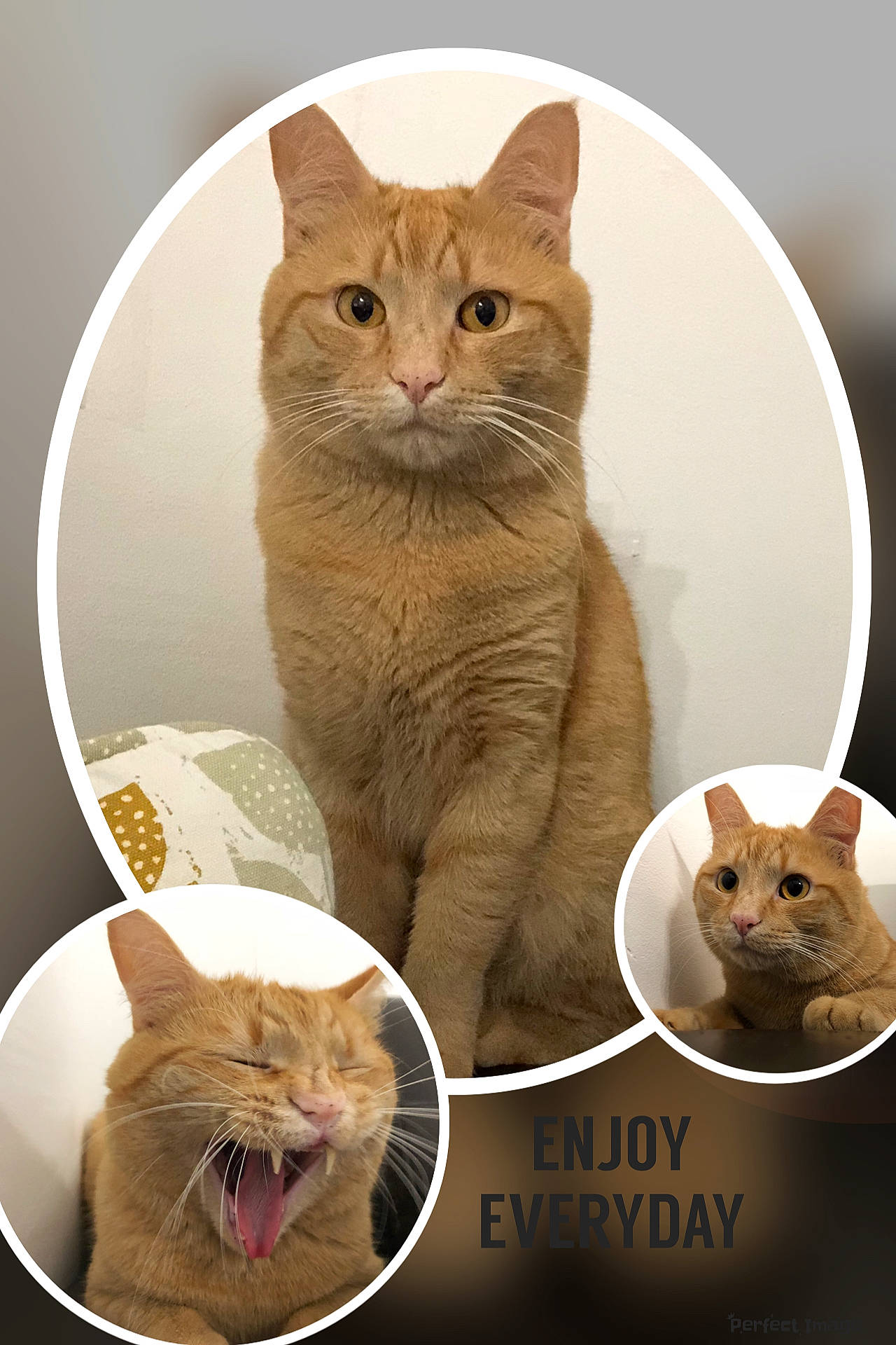 Pepper participe au concours pour gagner de l'argent avec cette photo : carnivore, cat, cat_supply, dishware, fawn, felidae, fur, mammal, organism, pet_food, pet_supply, photo_caption, serveware, small_to_medium_sized_cats, snout, tableware, tail, vertebrate, whiskers, window