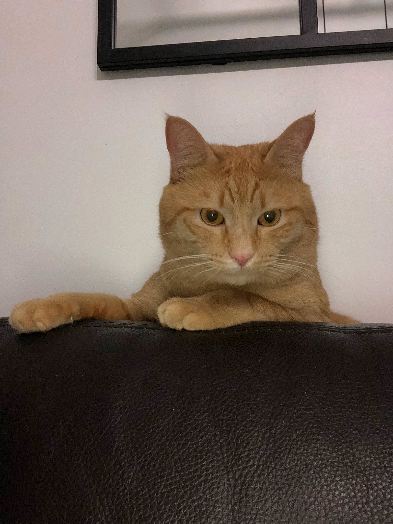 Pepper a rejoint le concours — aidez-le/la à gagner de superbes lots ! box, carnivore, cat, comfort, domestic_short_haired_cat, door, fawn, felidae, flooring, fur, hardwood, paw, picture_frame, small_to_medium_sized_cats, snout, tail, tree, whiskers, window, wood