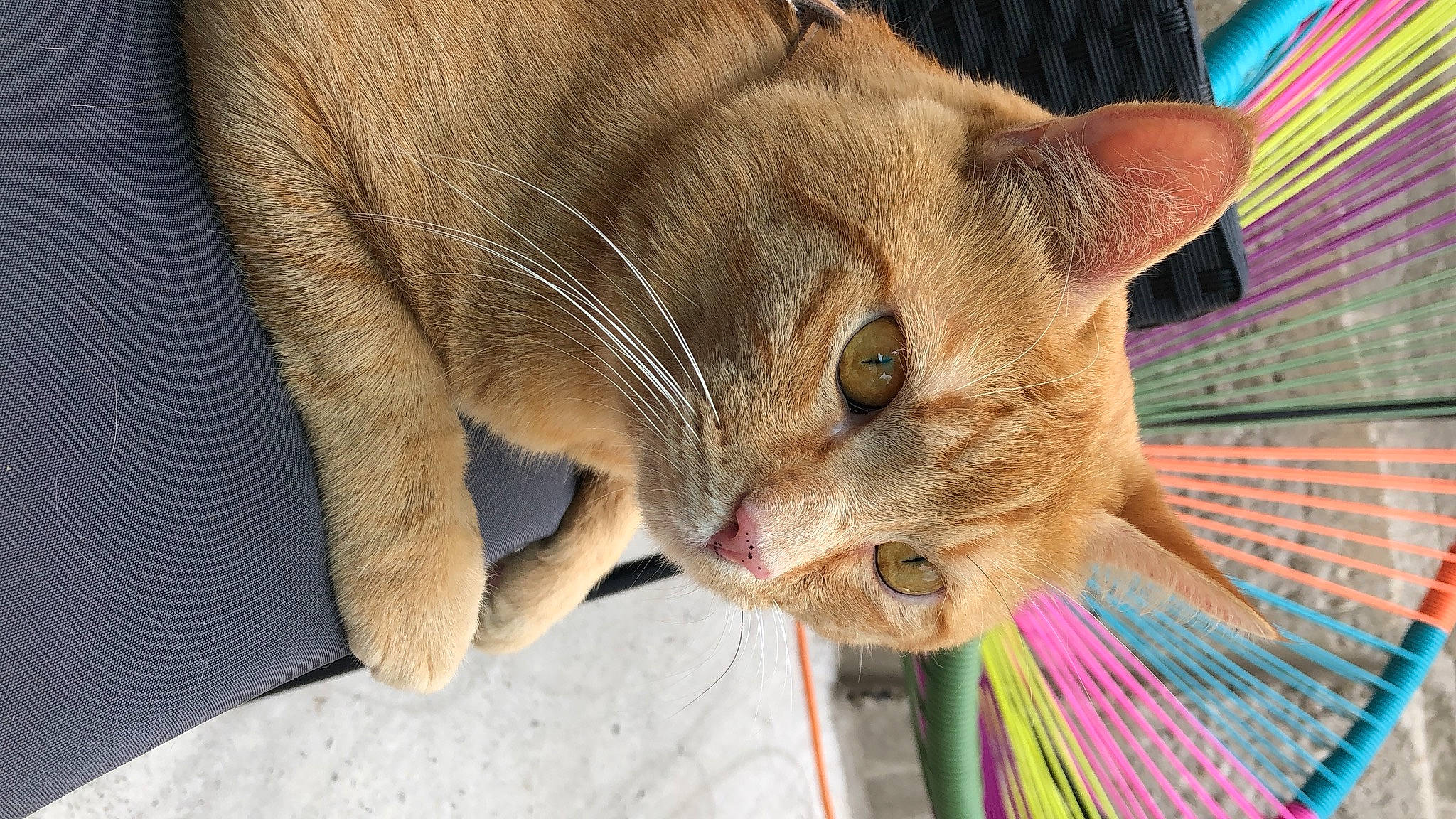 Pepper a rejoint le concours — aidez-le/la à gagner de superbes lots ! carnivore, cat, cat_supply, claw, close_up, comfort, domestic_short_haired_cat, fawn, felidae, fur, grass, iris, nap, paw, pet_supply, small_to_medium_sized_cats, snout, terrestrial_animal, whiskers, wrinkle