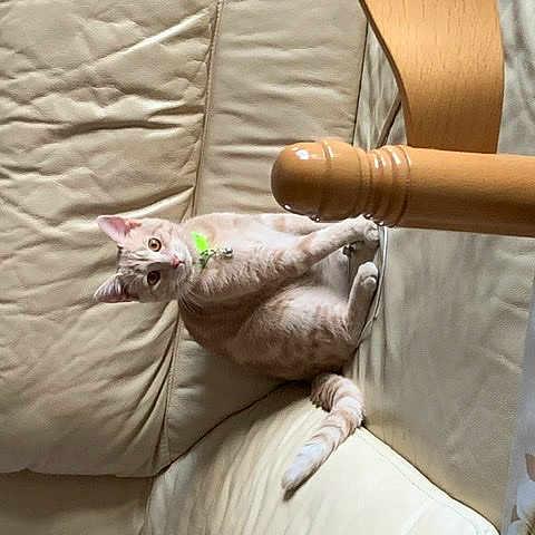 Rajah