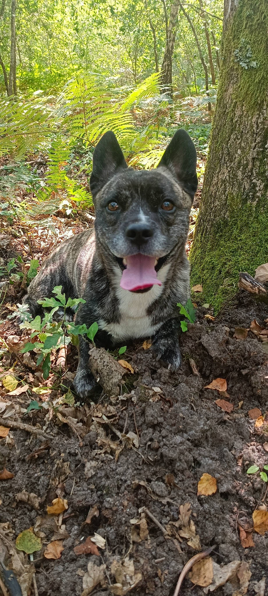 Lony a rejoint le concours — aidez-le/la à gagner de superbes lots ! australian_cattle_dog, australian_stumpy_tail_cattle_dog, canidae, carnivore, dog, dog_breed, fawn, grass, herding_dog, hunting_dog, non_sporting_group, plant, soil, sporting_group, tail, terrestrial_animal, tree, whiskers, working_animal, working_dog