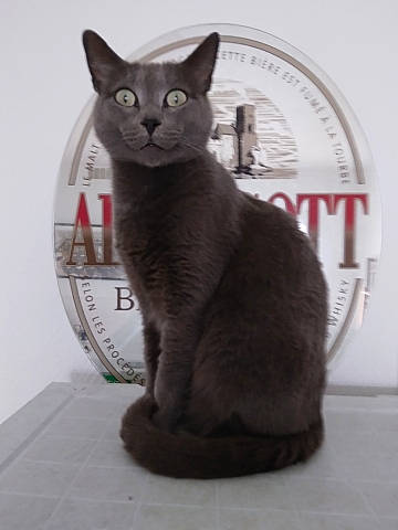 Speed a rejoint le concours — aidez-le/la à gagner de superbes lots ! carnivore, cat, cat_supply, domestic_short_haired_cat, felidae, fur, grey, paw, pet_supply, small_to_medium_sized_cats, snout, tail, whiskers, window