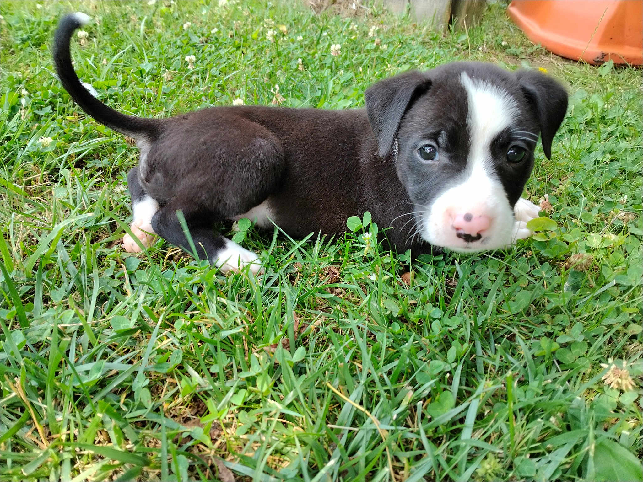 Roscoe