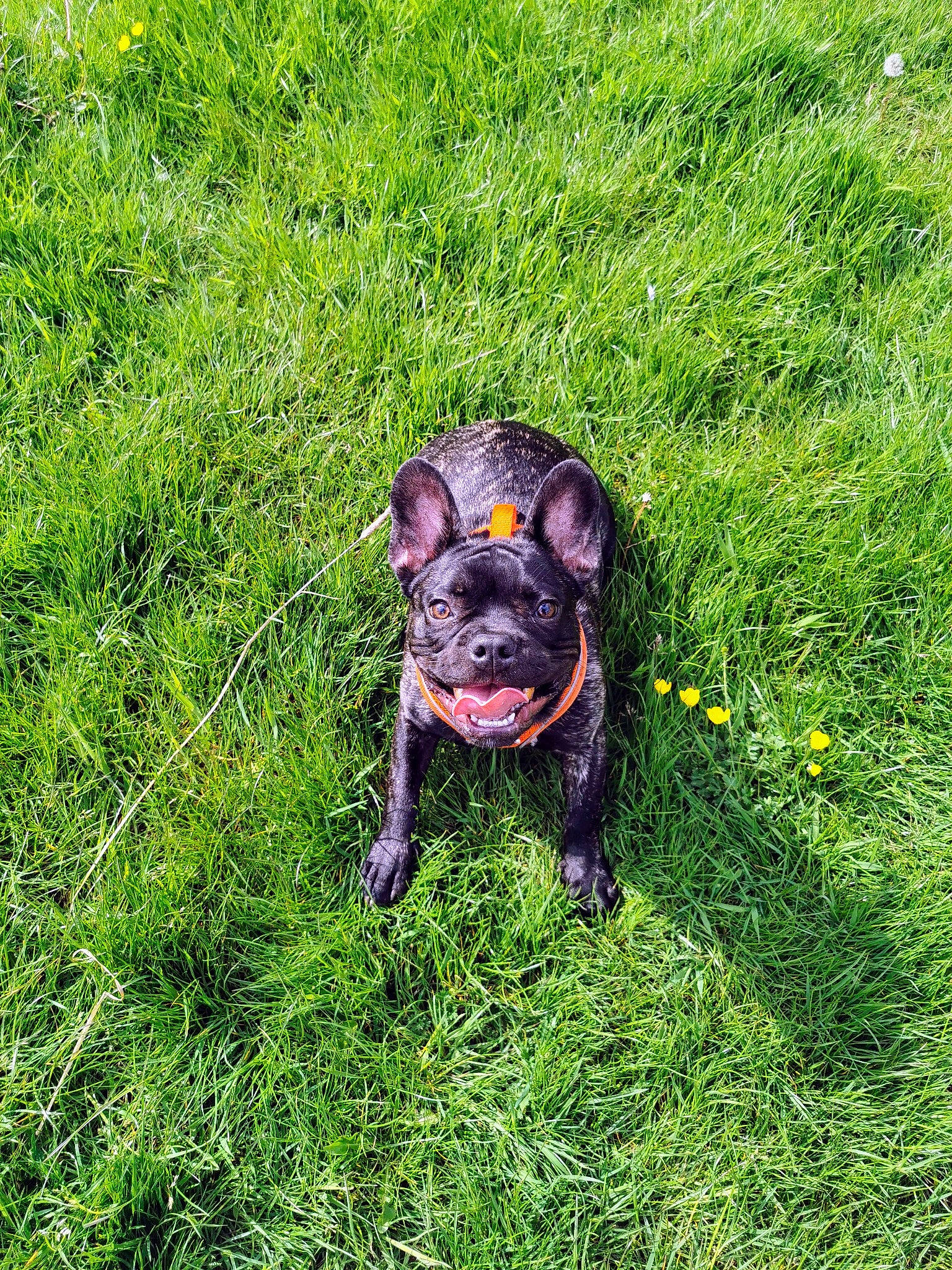 Woody is registered to the contest to win money with this photo: canidae, carnivore, companion_dog, dog, dog_breed, fawn, grass, grassland, groundcover, guard_dog, herbaceous_plant, lawn, liver, pasture, people_in_nature, plant, prairie, sporting_group, terrestrial_animal, working_animal