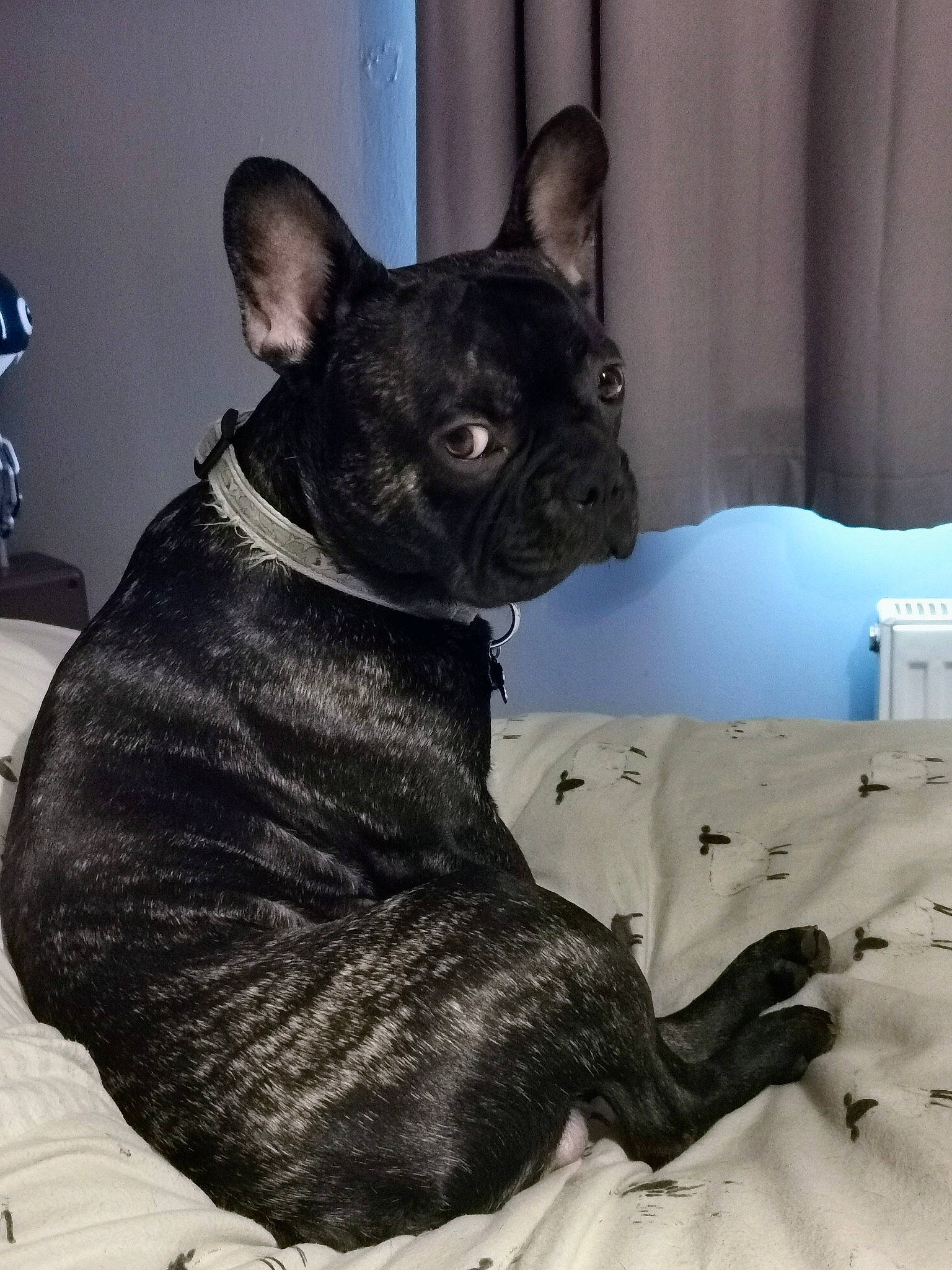 Woody is registered to the contest to win money with this photo: bulldog, canidae, carnivore, comfort, companion_dog, curtain, dog, dog_breed, ear, fawn, french_bulldog, grey, non_sporting_group, snout, sporting_group, terrestrial_animal, toy_dog, whiskers, working_animal, wrinkle
