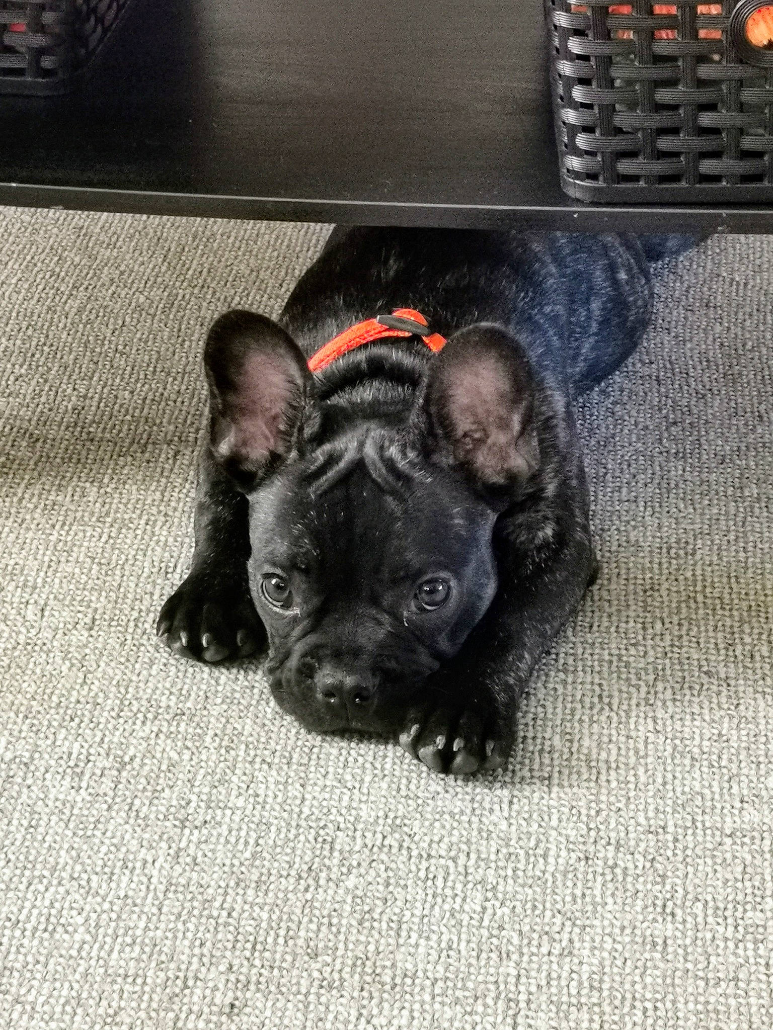 Woody joined the competition — help win amazing prizes! bulldog, canidae, carnivore, comfort, companion_dog, dog, dog_breed, fawn, flooring, french_bulldog, fur, grey, paw, snout, sporting_group, terrestrial_animal, toy_dog, whiskers, working_animal, wrinkle