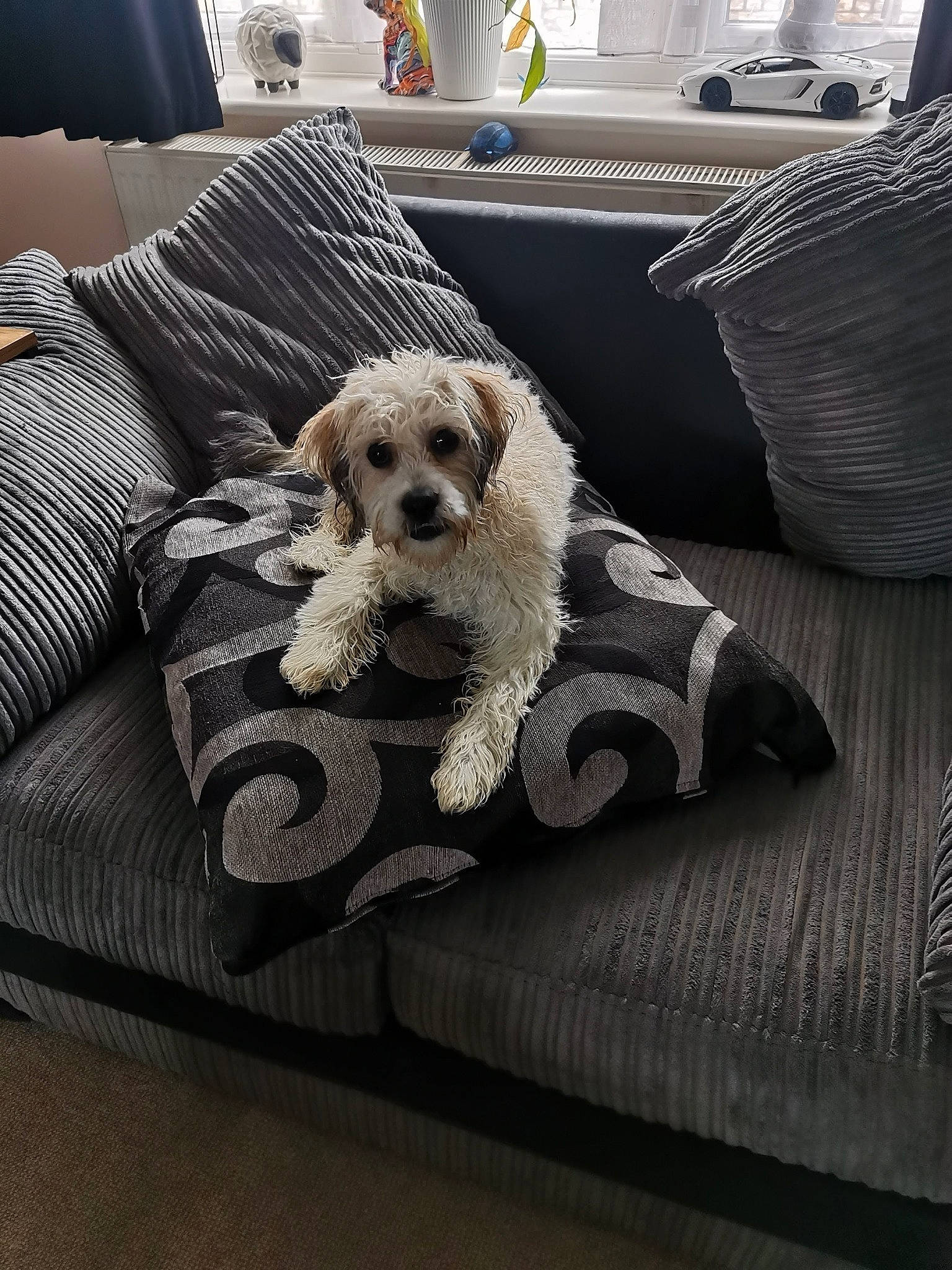 Wall-e is registered to the contest to win money with this photo: carnivore, comfort, companion_dog, couch, dog, dog_breed, dog_collar, dog_supply, eyewear, labradoodle, living_room, mammal, small_terrier, snout, sofa_bed, sporting_group, terrier, throw_pillow, toy_dog, working_animal