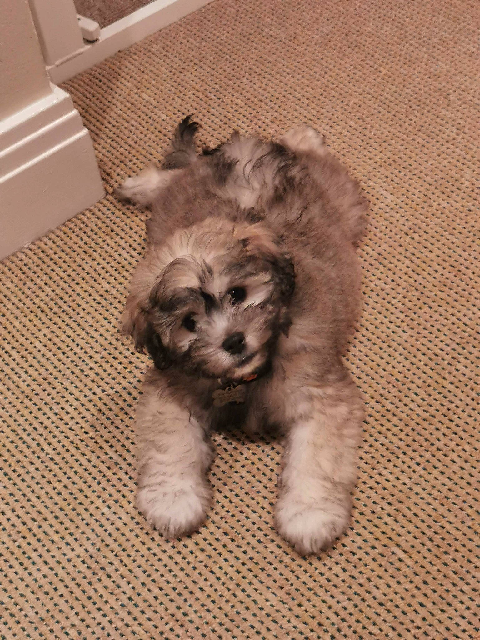 Wall-e is registered to the contest to win money with this photo: carnivore, companion_dog, dog, dog_breed, felidae, flooring, fur, liver, mal_shi, paw, shih_poo, small_terrier, snout, terrestrial_animal, terrier, toy_dog, water_dog, whiskers, working_animal, yorkipoo